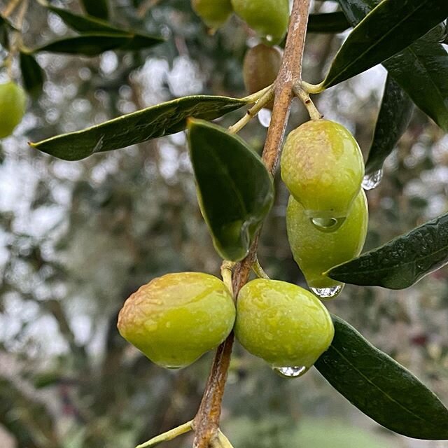 Olive Oils