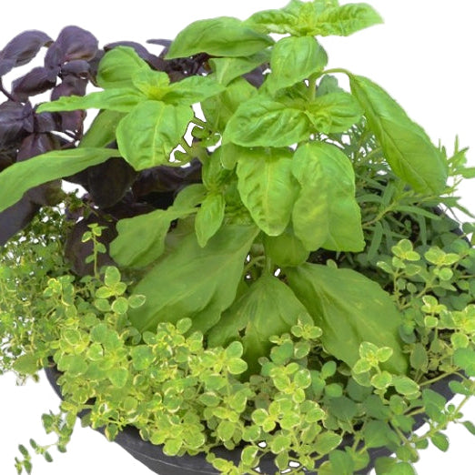 Italian Herb Olive Oil