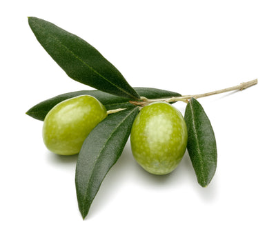 Arbequina Extra Virgin Olive Oil