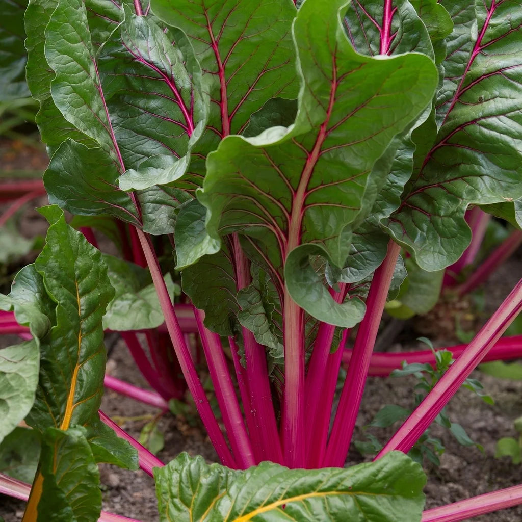 6/24  Garden to Table : Rhubarb - Sweet, Savory & Surprising