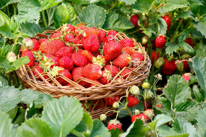 6/30 Garden to Table :  Strawberries, Summer's Sweetest Berry